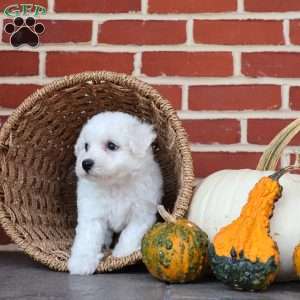 Blessing, Bichon Frise Puppy
